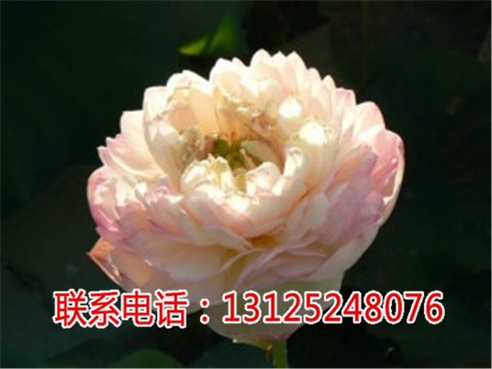 źNr_ɏӷN_Vǧخa(chn)