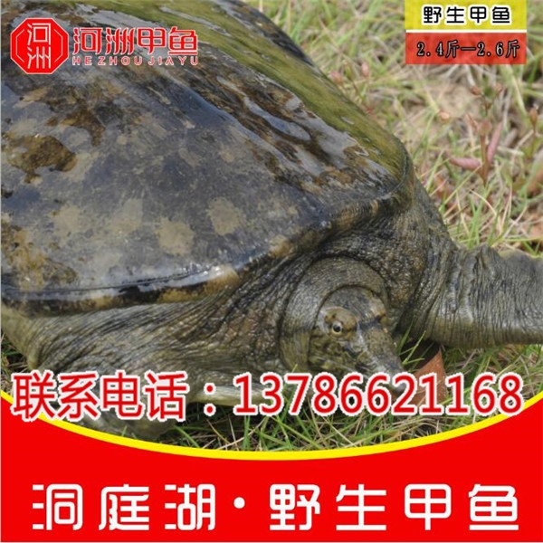 青海甲魚(yú)種苗批發(fā)