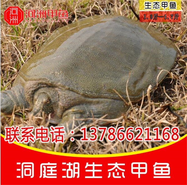 河南野生甲魚批發(fā)-河洲水產(chǎn)貿(mào)易