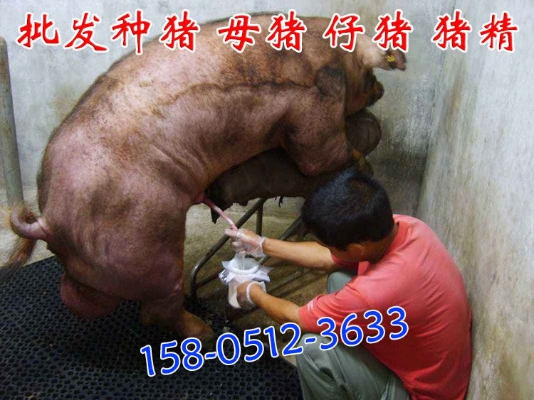 太湖豬精子哪里有出售賣？