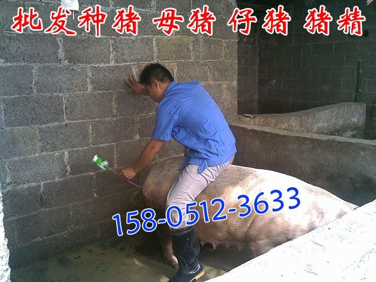 到哪里能買(mǎi)到豬精子？