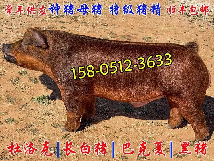 江蘇哪里出售賣豬精子？