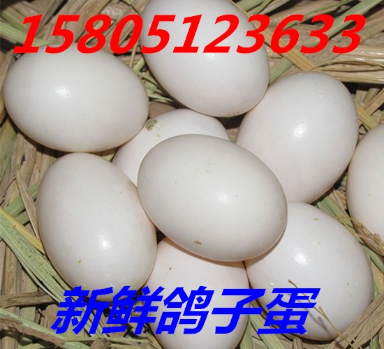 鴿子蛋怎么賣？哪里出售賣鴿子蛋便宜？