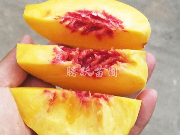 泰安黃桃苗批發(fā)價(jià)格