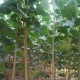 優(yōu)質楊樹苗；107楊樹苗供應
