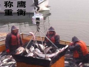 永康20噸吊秤//永康1000克天平進口