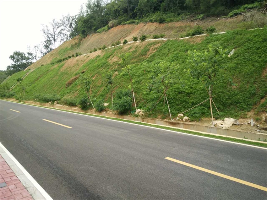 高速公路護(hù)坡植草 曲靖常用綠化草籽供應(yīng)