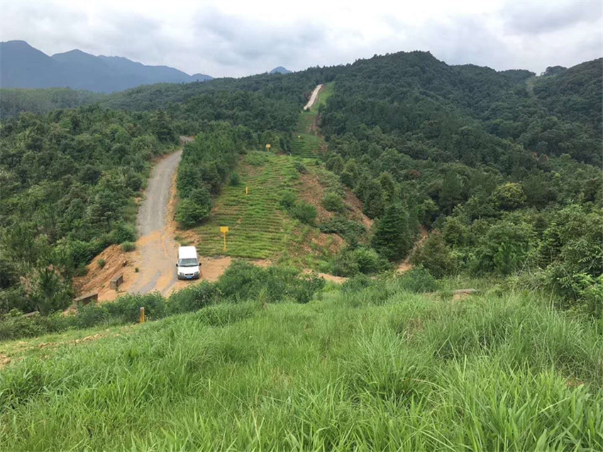 曲靖市富源縣邊坡綠化常用哪些草、花、灌植物