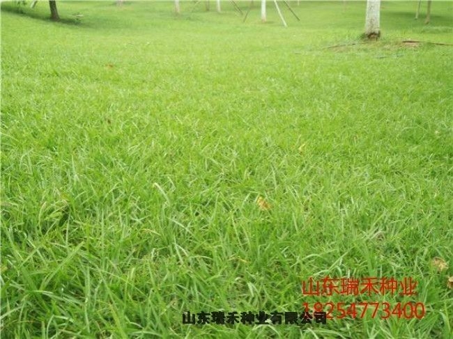 護坡草種子價格行情紫穗槐