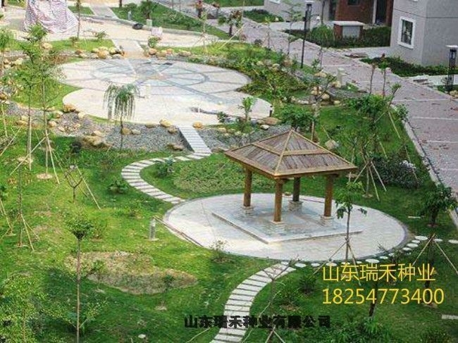 狗牙根護(hù)坡草種子有貨三葉草