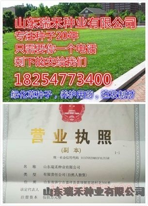 護坡草種子高速護坡草種子河道護坡