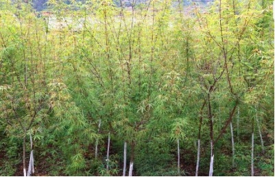 五小葉槭 大量供應(yīng)雞爪槭苗木