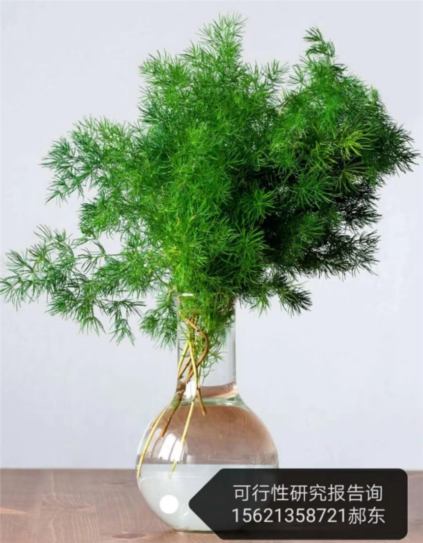 阜陽(yáng)電梯制造可行性研究報(bào)告案例