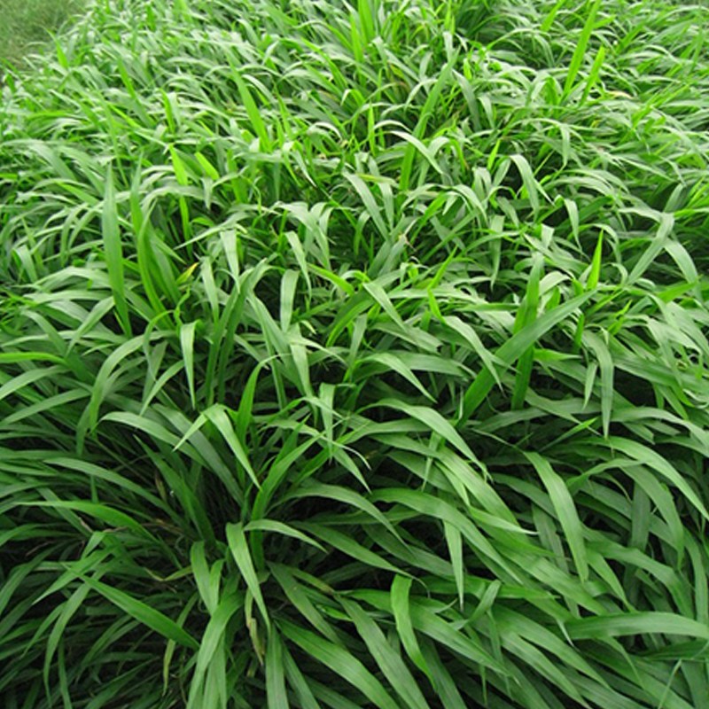 廣西南寧寬葉雀稗種子護坡綠化常用草種噴播掛網植草常用國產百喜草草籽