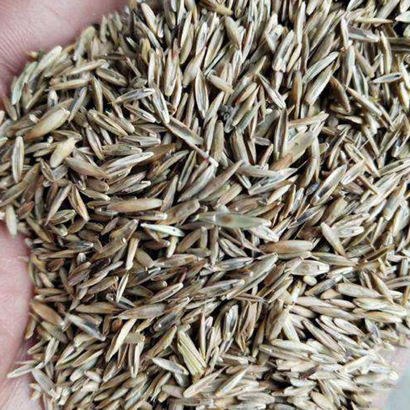 廣西黑麥草種子護(hù)坡固土綠化常用草種價格優(yōu)惠牧草草籽