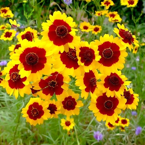 廣西南寧蛇目菊種子價格承接打造耐熱耐旱花?；ɑ芑ǚN花籽邊坡綠化撒草籽批發(fā)