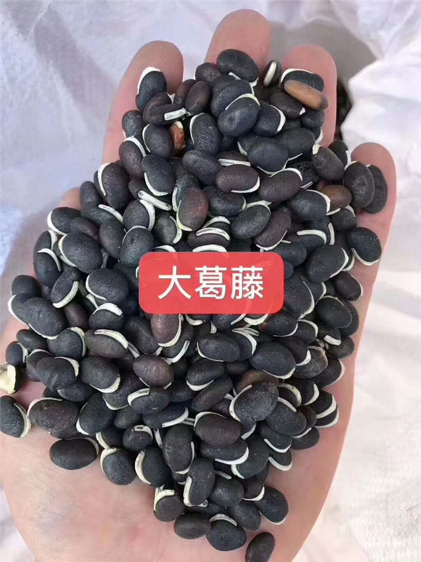 廣西南寧葛藤種子價(jià)格承接礦山修復(fù)護(hù)坡種籽邊坡綠化藤本植物沙土鞏固爬藤批發(fā)
