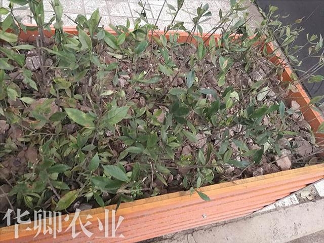 土資訊=城口工程種植土廠家