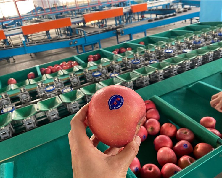 涇陽普羅旺斯西紅柿分選機(jī)，番茄選果機(jī)，凱祥橢圓自動上果選果機(jī)
