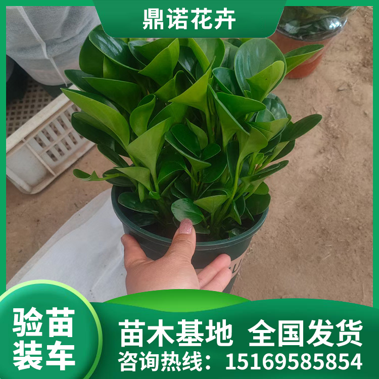 碧玉適應(yīng)性較好方便管理現(xiàn)挖出售鼎諾花卉苗木基地