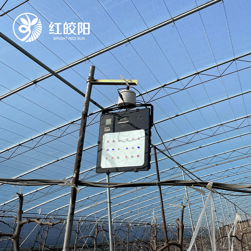 紅皎陽(yáng)激光大棚冬棗補(bǔ)光燈一畝地一臺(tái)燈穩(wěn)花穩(wěn)果提前上市